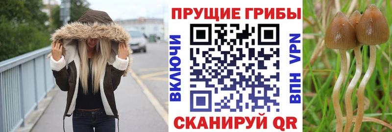 Галлюциногенные грибы Cubensis kraken маркетплейс Алагир
